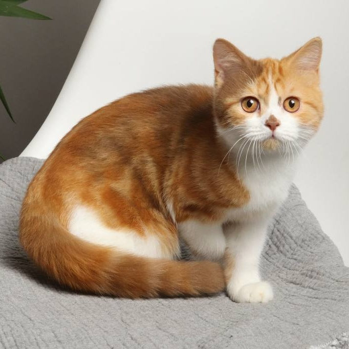 Olivia British Shorthair female, cinnamon tortie bicolour