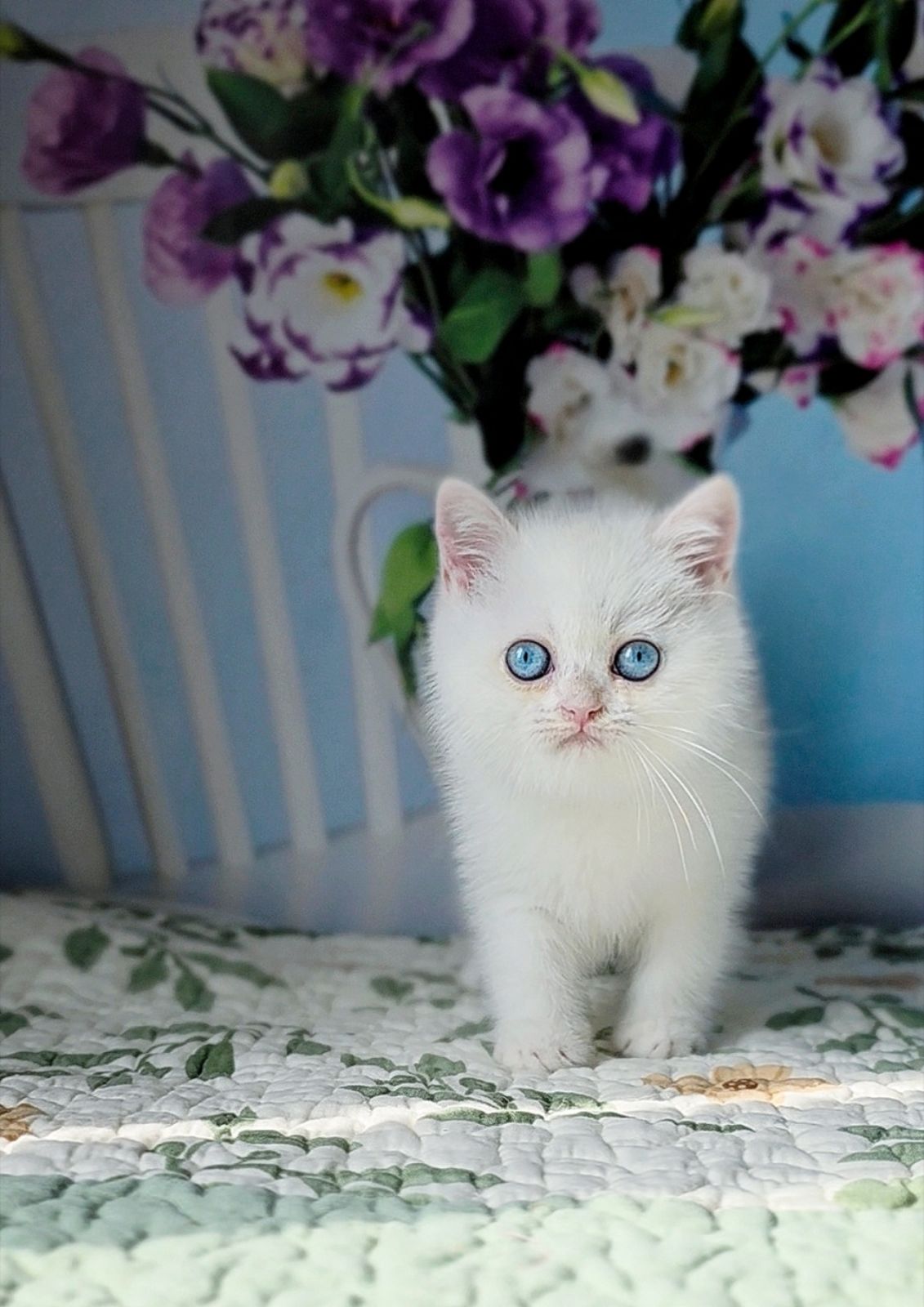 Dasha British Shorthair female, black golden chinchilla pointed