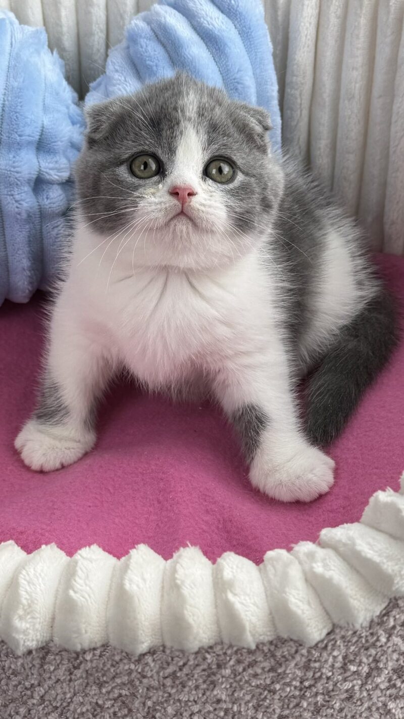 Archie Scottish Fold male, blue bicolour