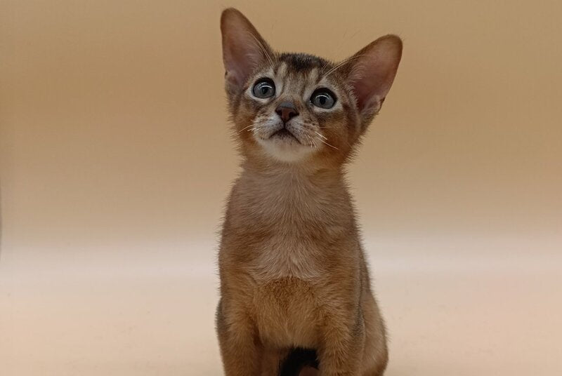 Lucky Abyssinian male ruddy - live animals