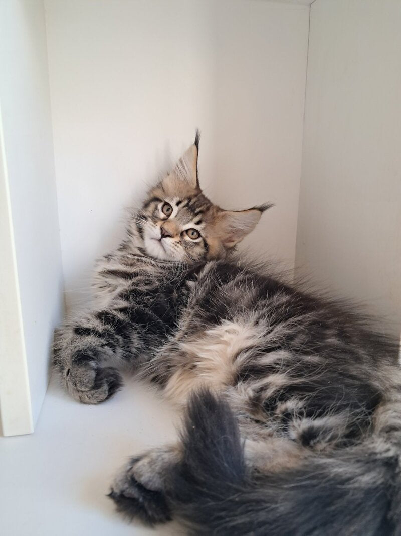 X-Archi Maine Coon male, black tabby