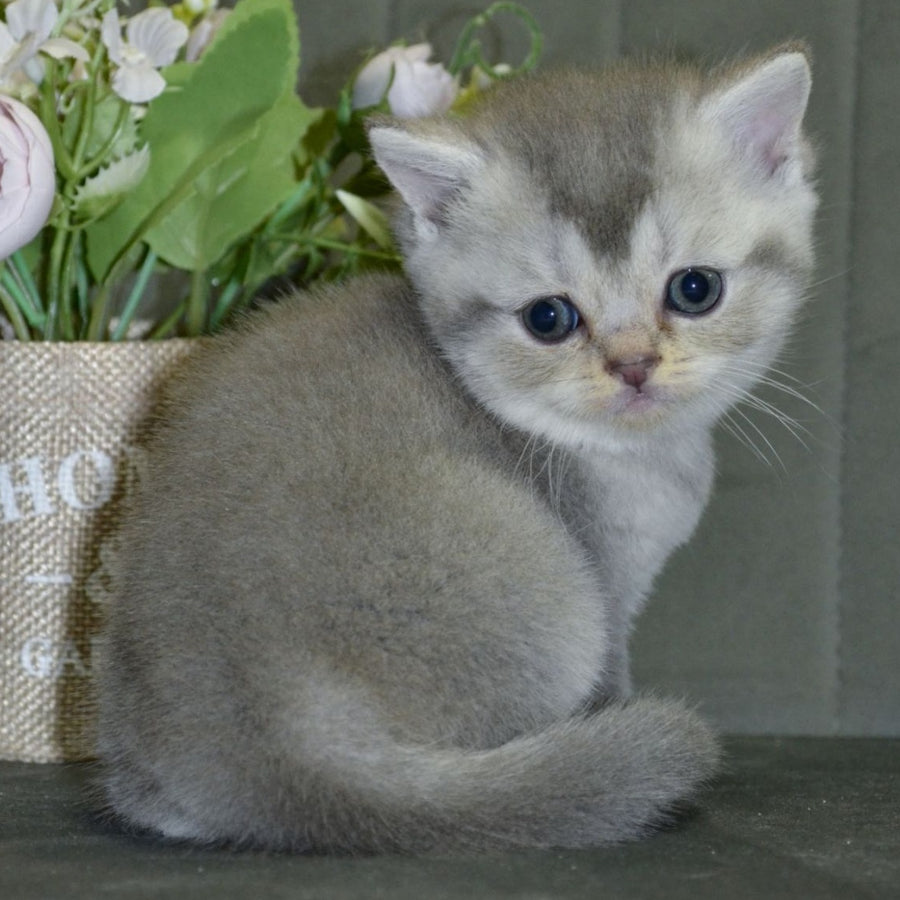 Alina Scottish Straight female, blue silver shaded
