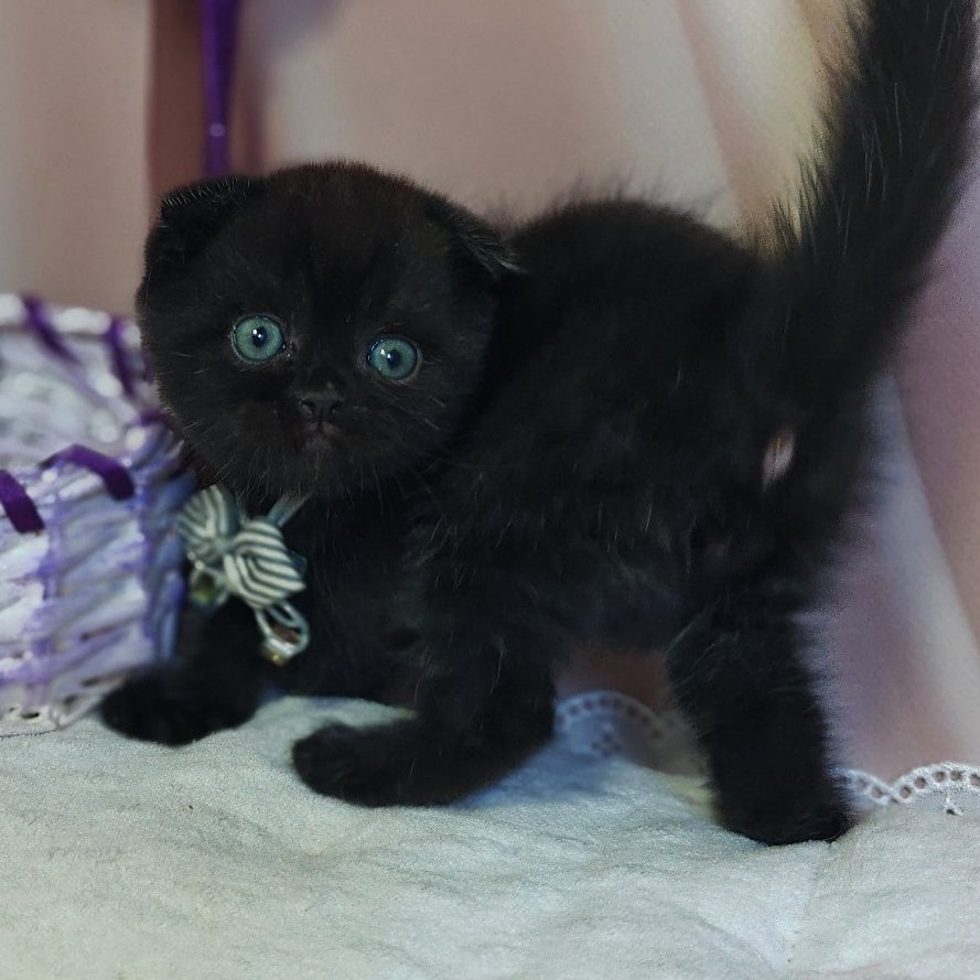 Xavier Scottish Fold male, black