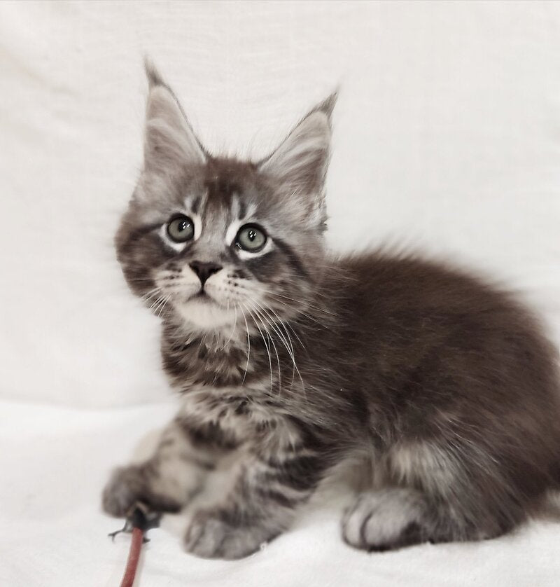 Drive Maine Coon male, black silver tabby