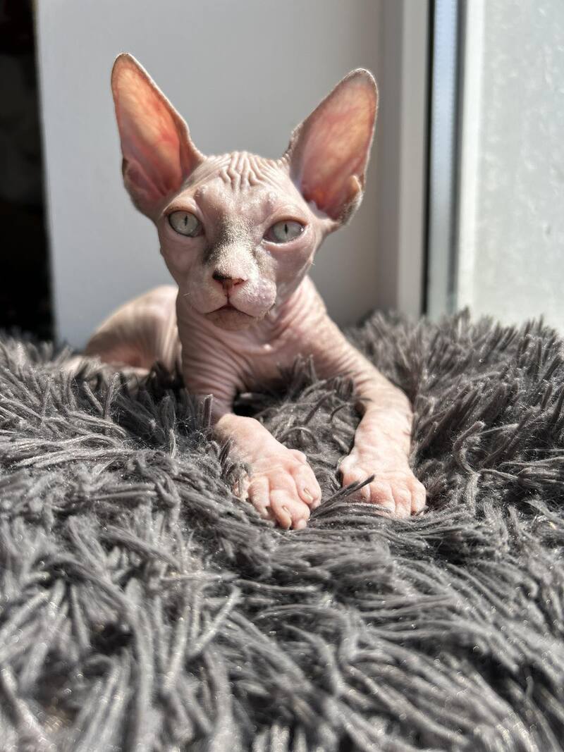 Sima Canadian Sphynx female, blue