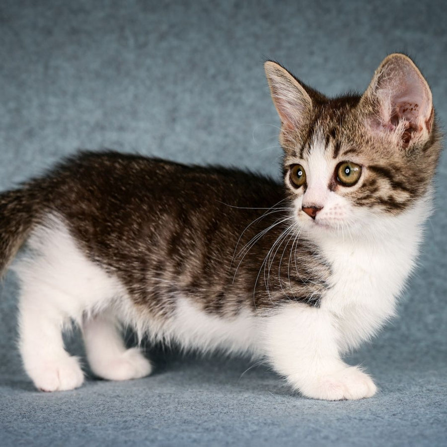 Klepa Munchkin female, black spotted tabby bicolour