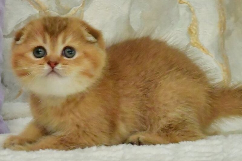 Josie Scottish Fold female, chocolate golden shaded