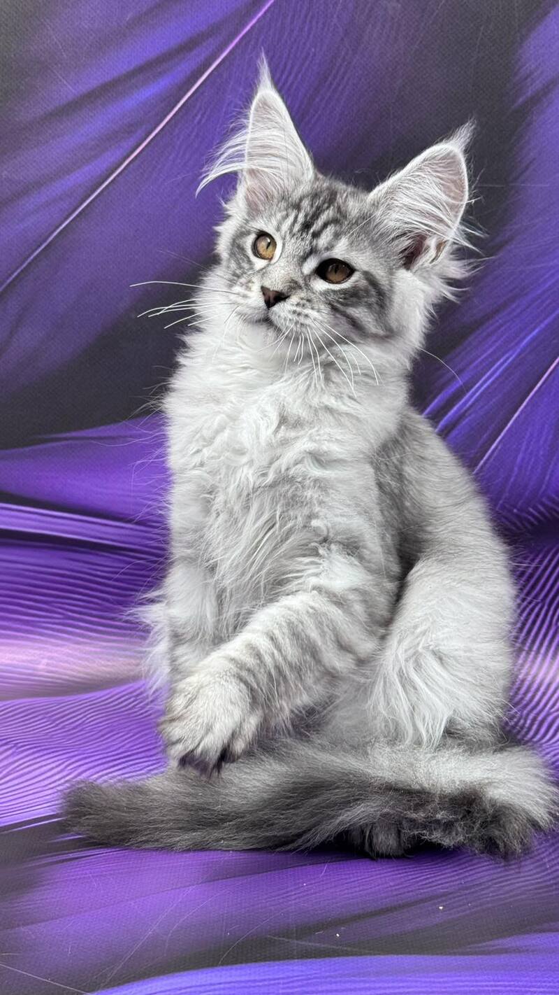 Moncler Maine Coon male, black silver tabby