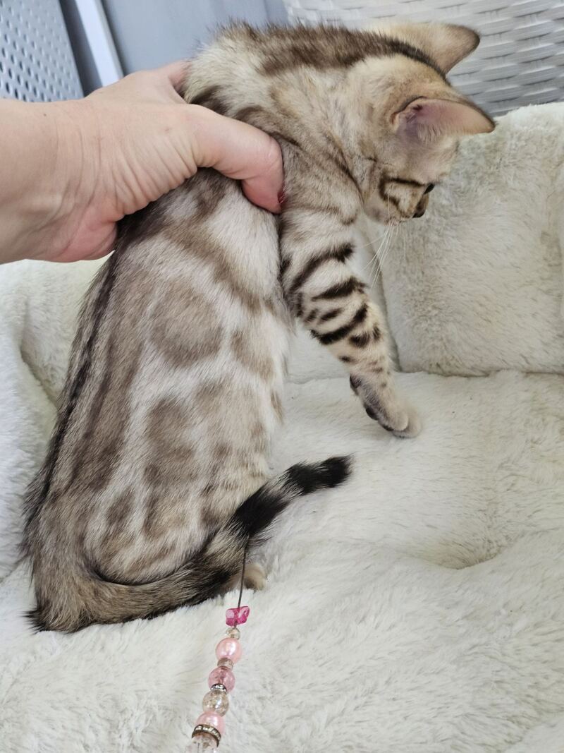 Quincy Bengal male black spotted tabby pointed - live animals
