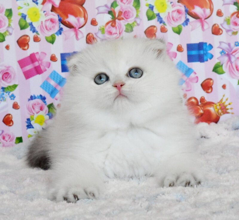 Umka Scottish Fold male, blue golden shaded