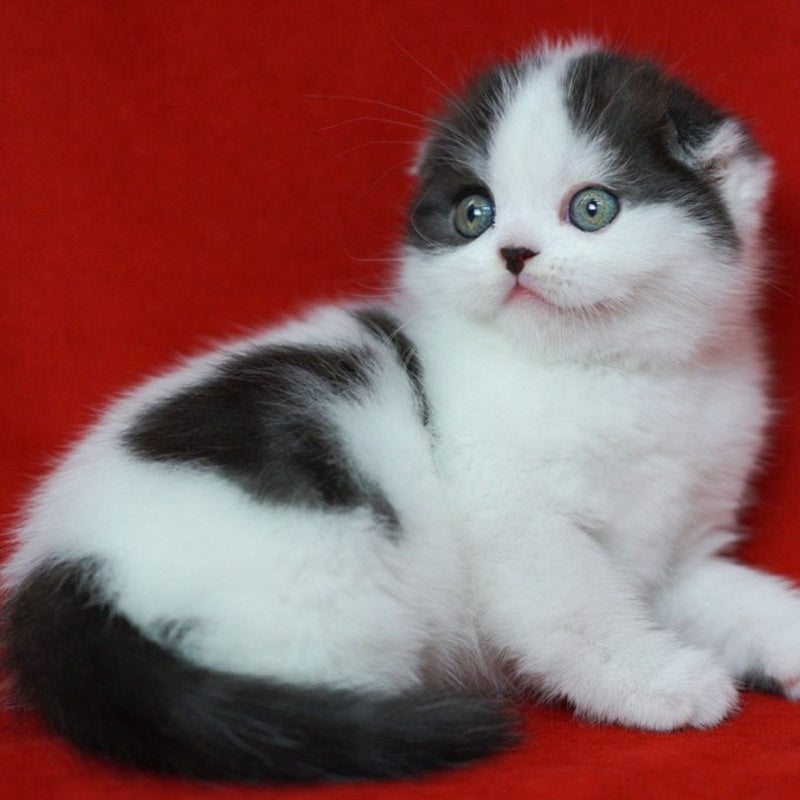 Tic Tac Scottish Fold male, black silver harlequin