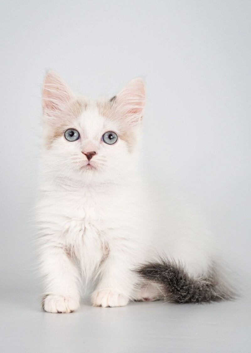 Yogurt Munchkin male, seal pointed van