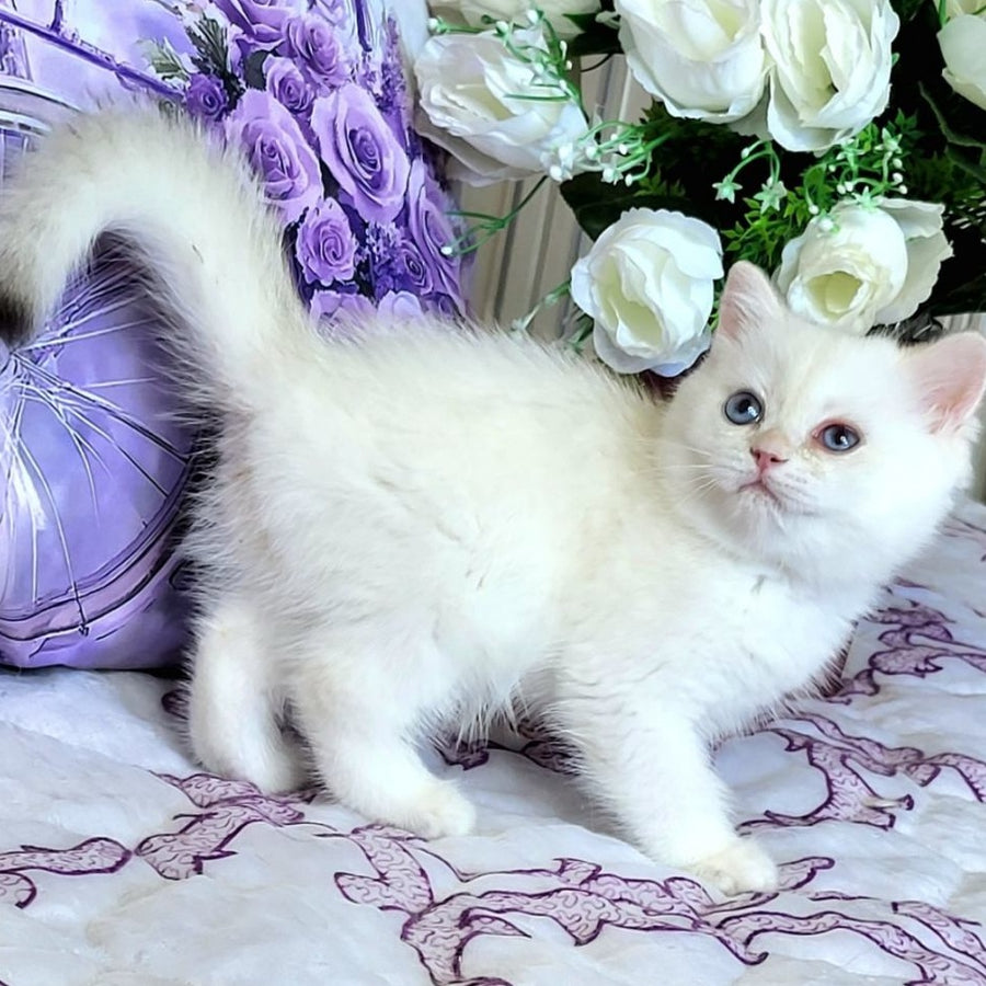 Yahont British Shorthair male, chocolate golden chinchilla pointed