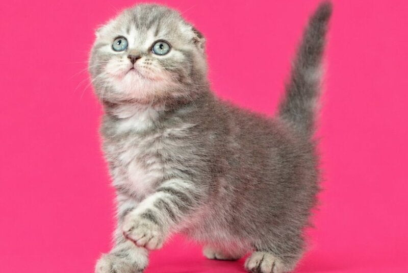 Teya Scottish Fold female, blue spotted tabby