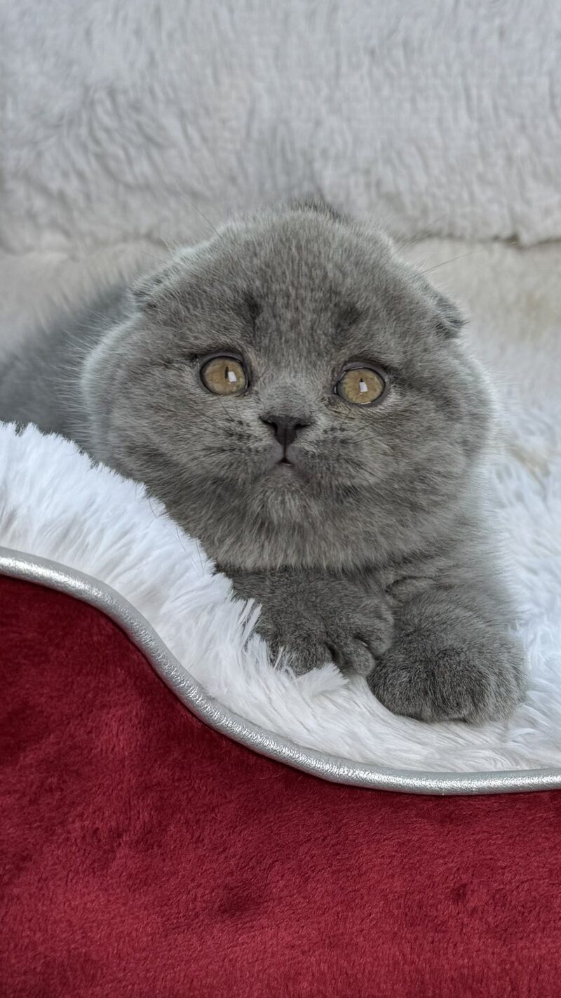 Yasir Scottish Fold male, blue