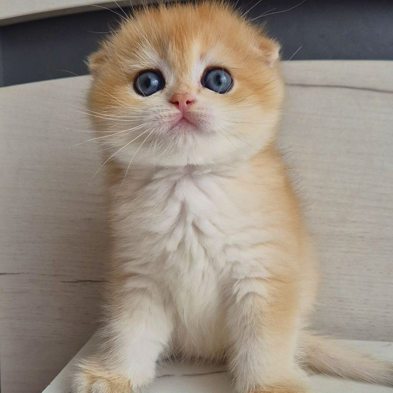 Ballu Scottish Fold male, black golden chinchilla