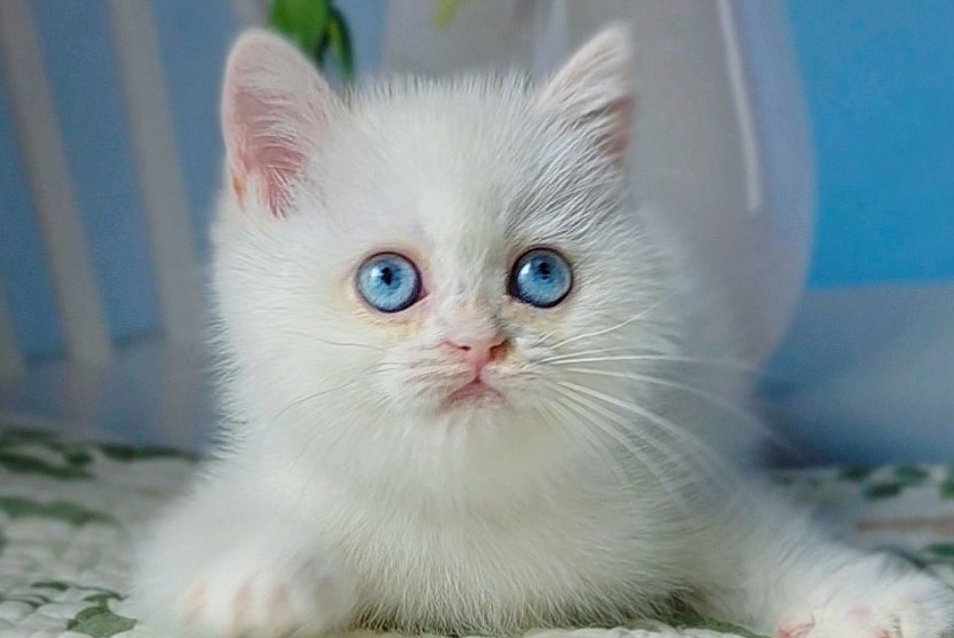 Dasha British Shorthair female, black golden chinchilla pointed