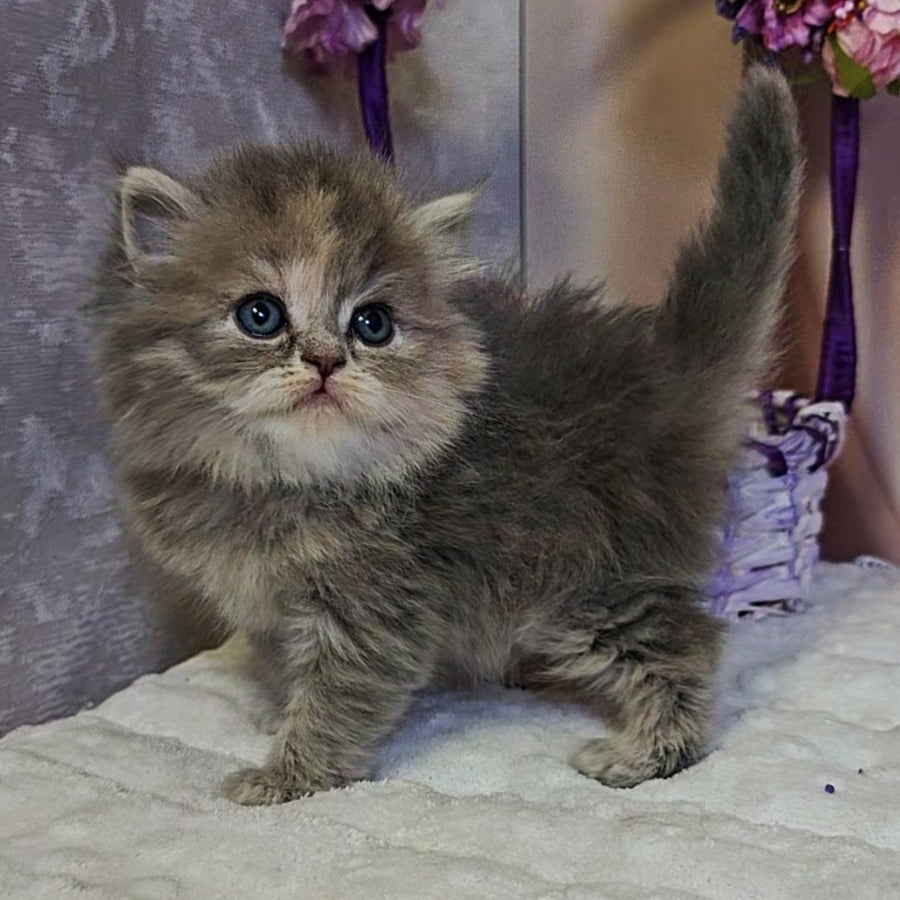 Udacha British Longhair female, blue tortie