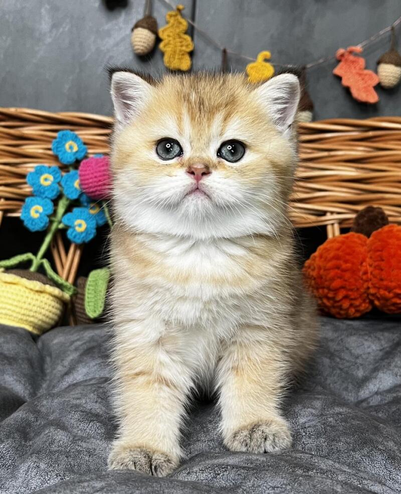 Flora Scottish Straight female, black golden shaded