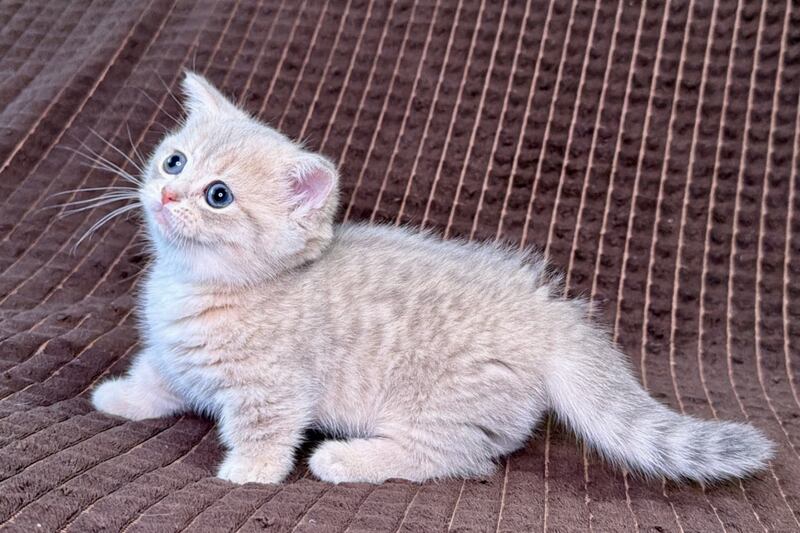 Melody Munchkin female, blue golden spotted tabby