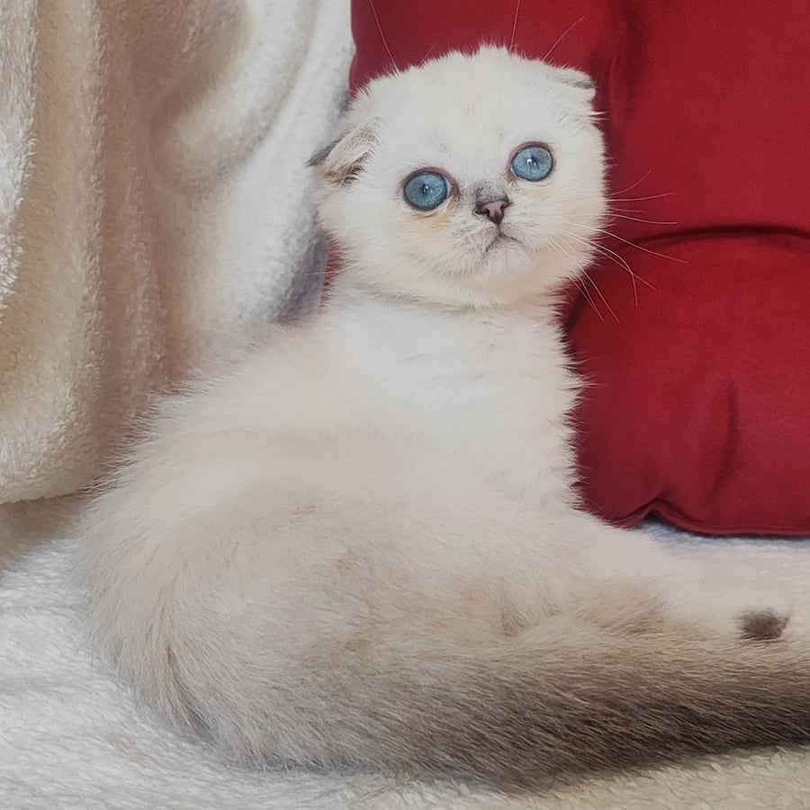 Xiomi Scottish Fold male, blue silver ticked tabby