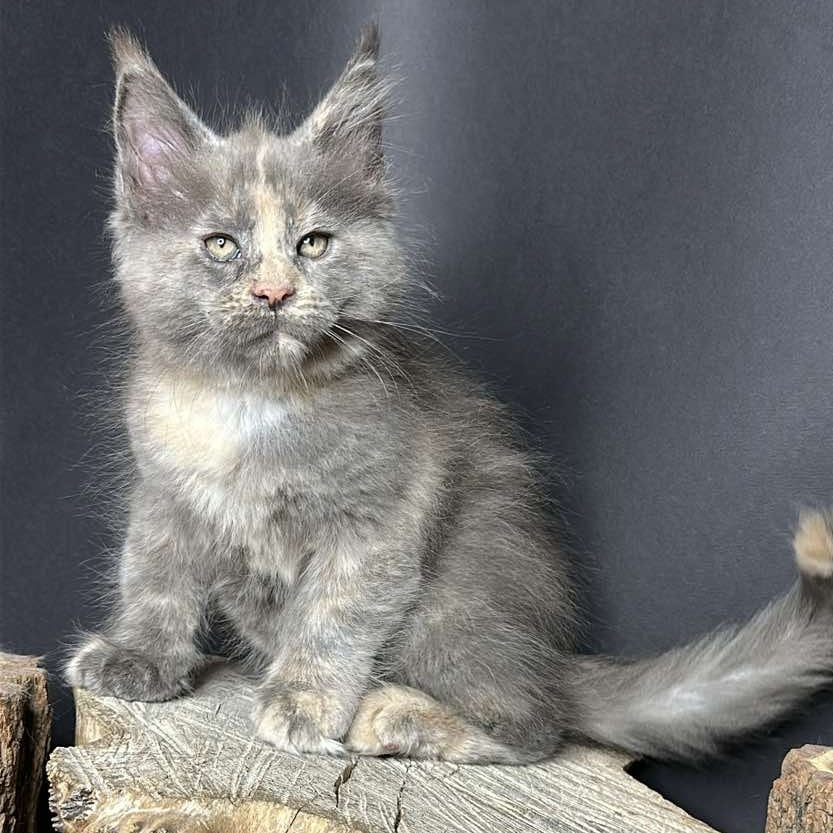 Petunia Maine Coon female, blue tortie with white
