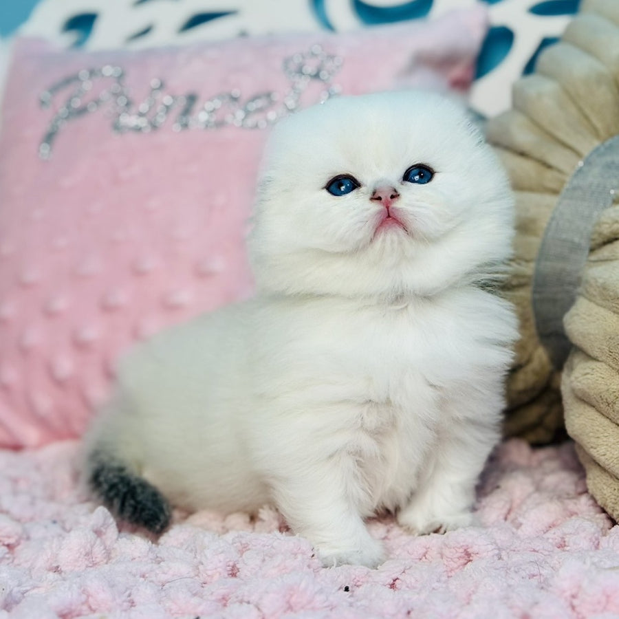 Iriska Scottish Fold female, black silver shaded pointed