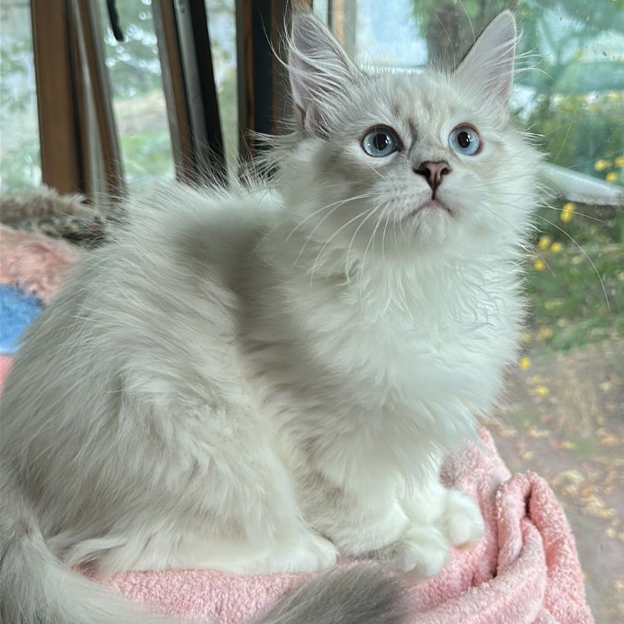 Walentine Siberian male, blue tabby pointed with white