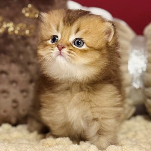 Happy Scottish Straight male, chocolate ticked tabby