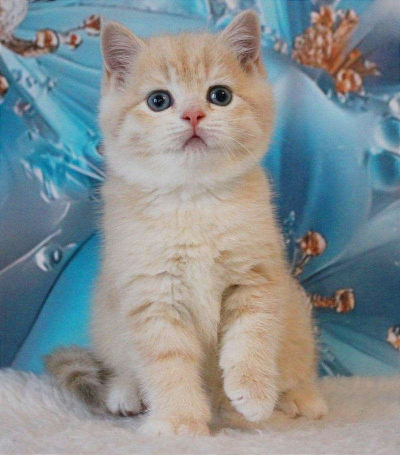 Gucci British Shorthair male, lilac golden shaded