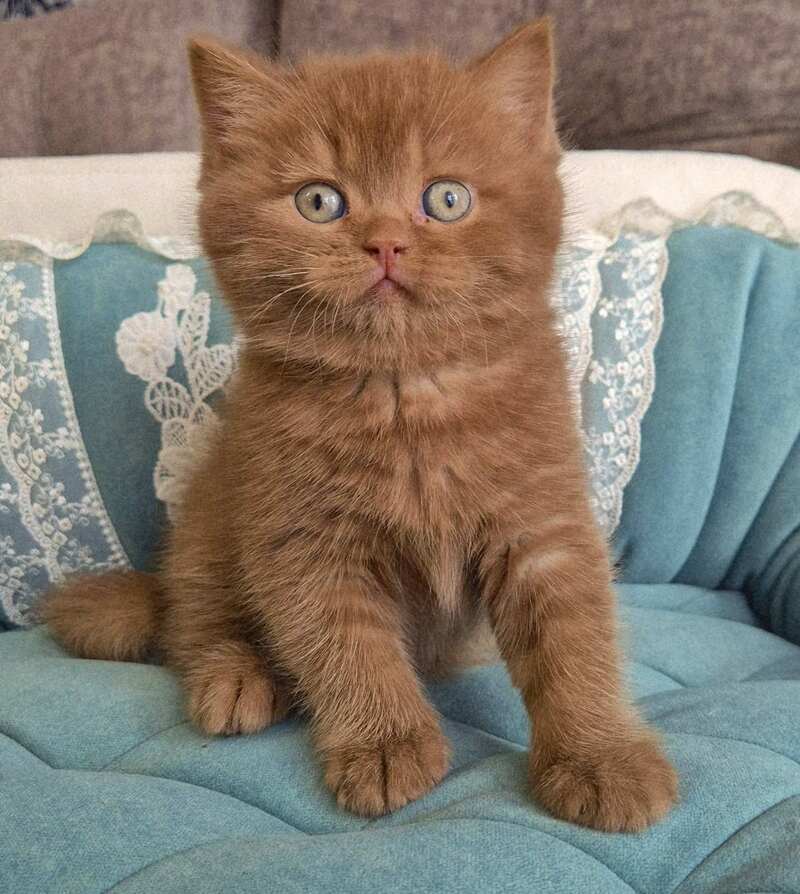 Baksik British Shorthair male cinnamon - live animals