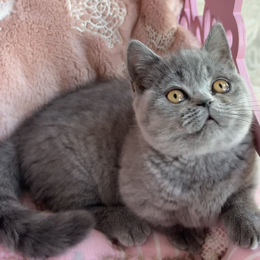 Milka Munchkin female, blue