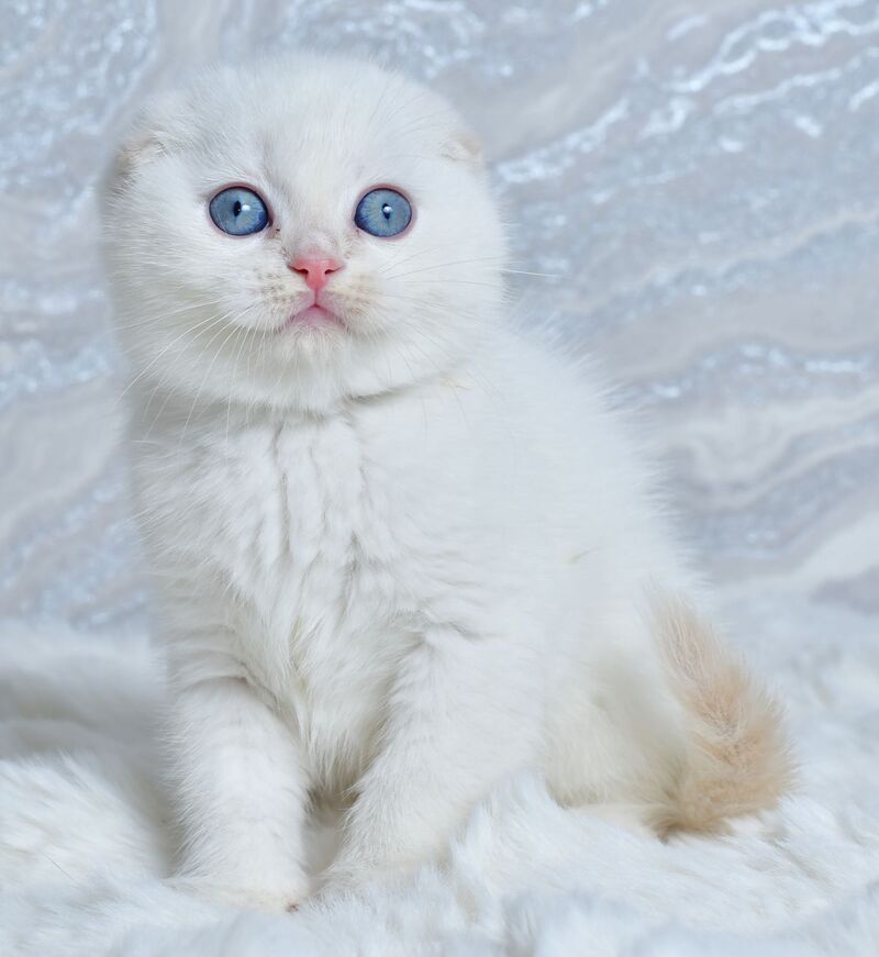 Jeff Scottish Fold male cream tabby pointed - live animals