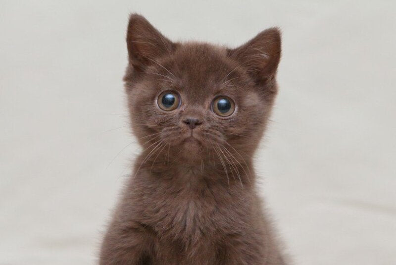Neko British Shorthair male, chocolate