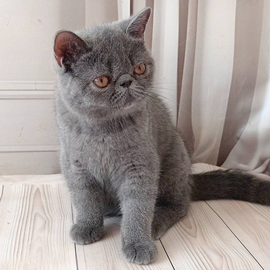 Nazar Exotic male, blue