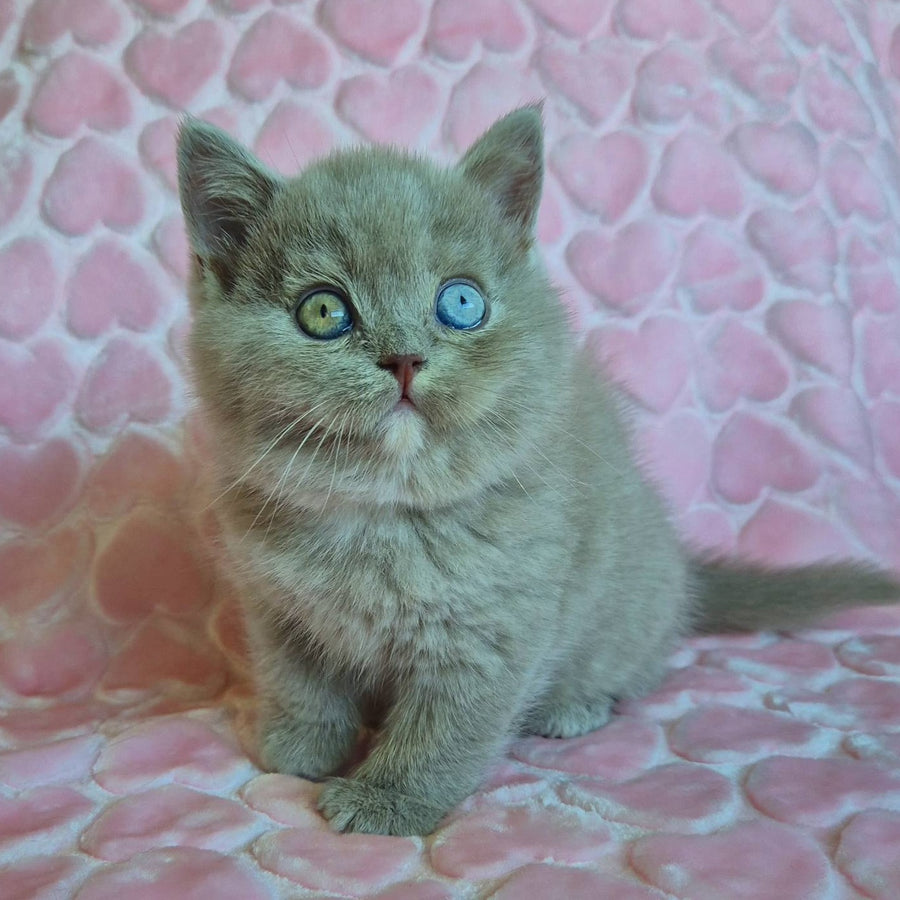 Jessica British Shorthair female, lilac with white