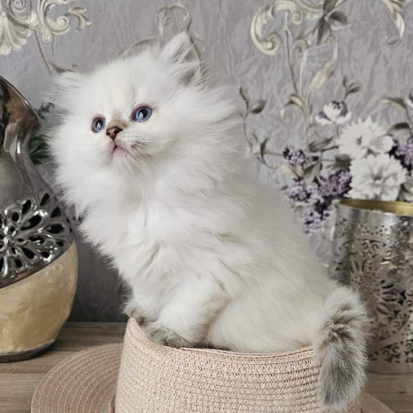 Alisa British Longhair female, black golden shaded pointed