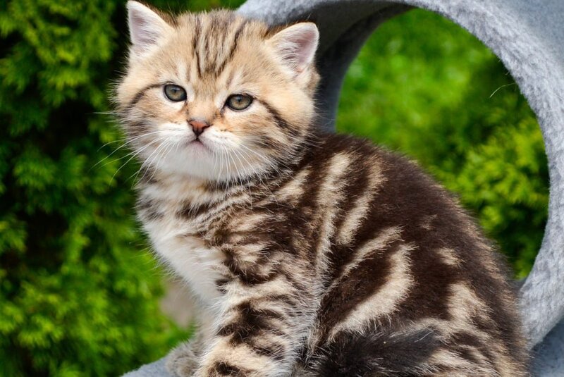 Elisey Scottish Straight male black tabby - live animals