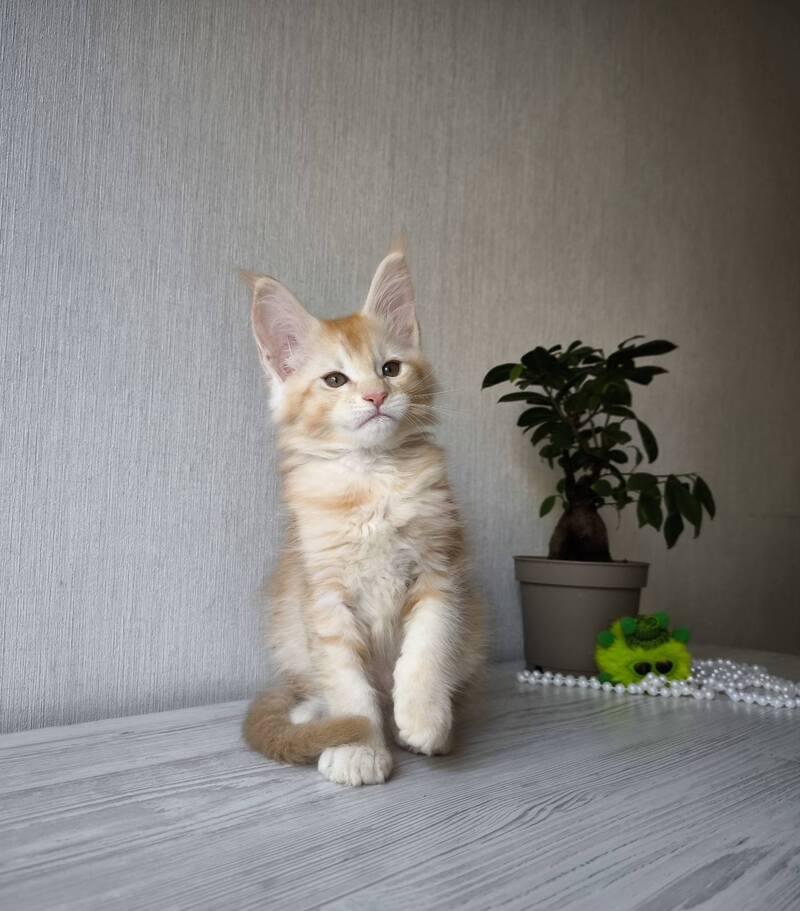 Dakota Maine Coon female, red silver ticked tabby