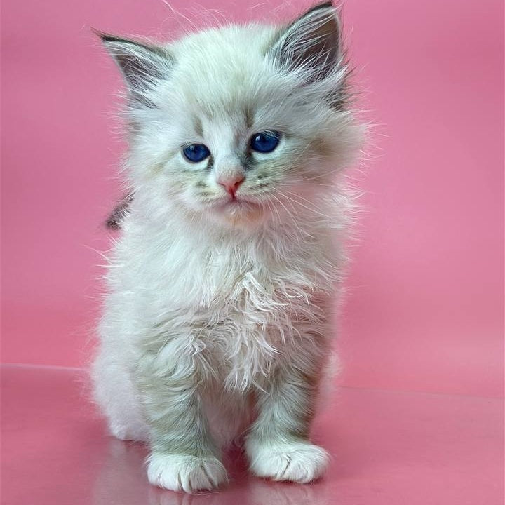 Aurelia Siberian female, seal tabby pointed