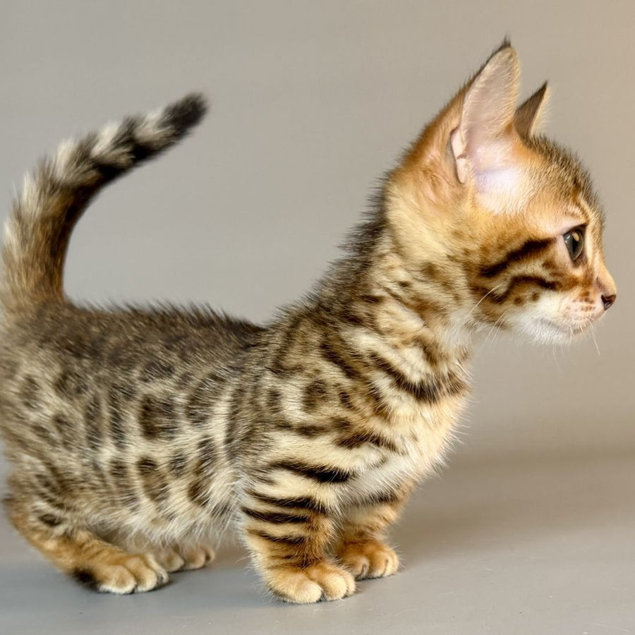 Patch Munchkin male, black golden spotted tabby