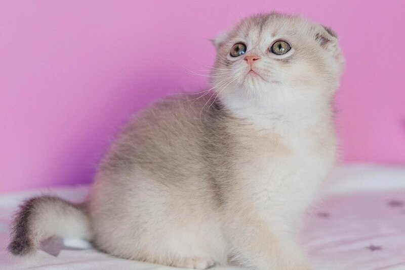 Fanny Scottish Fold female blue golden shaded - live animals