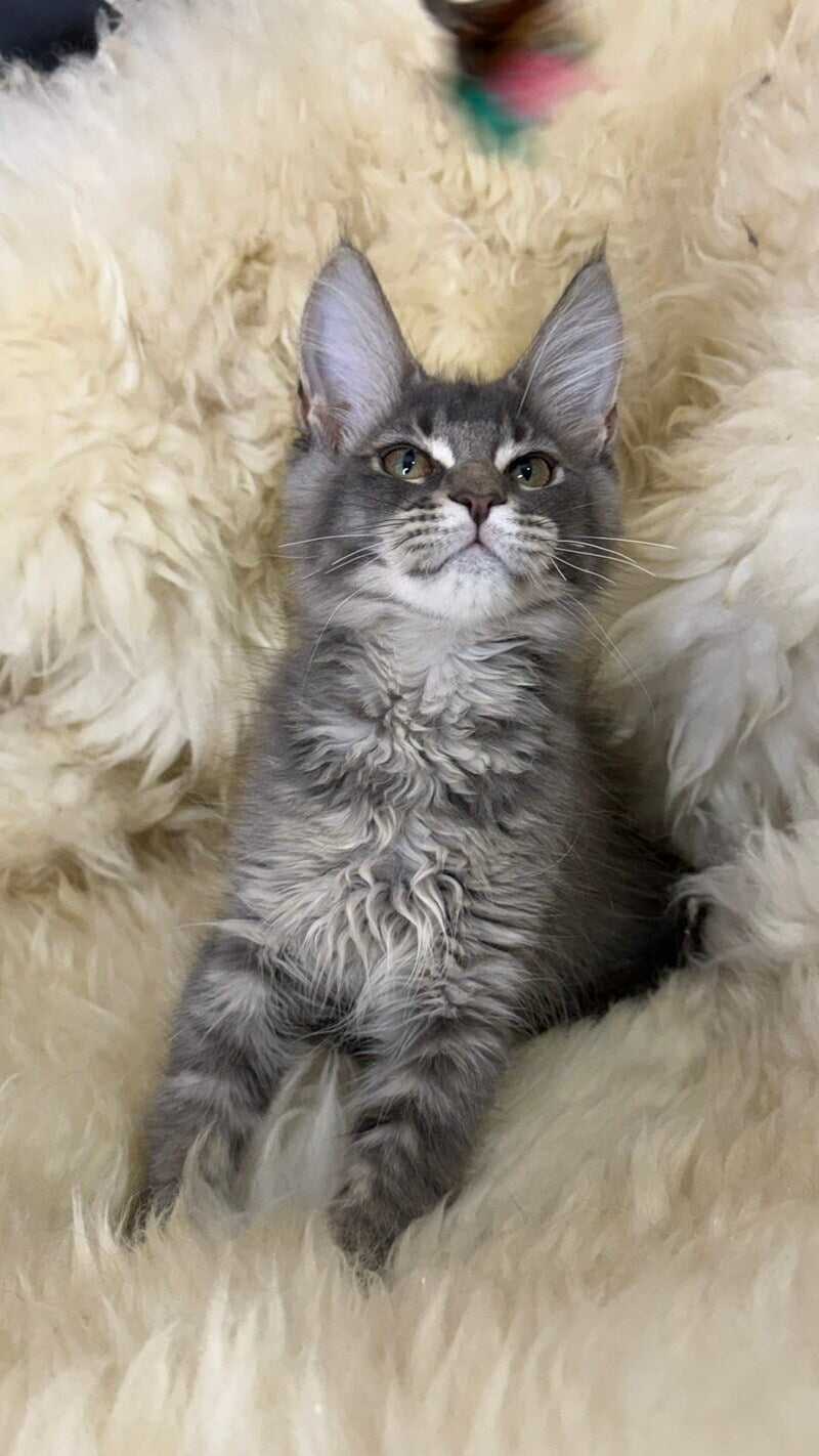 Quest Maine Coon male, blue ticked tabby