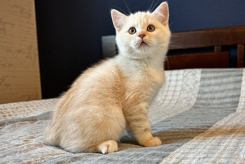John Scottish Straight male, cream silver tabby