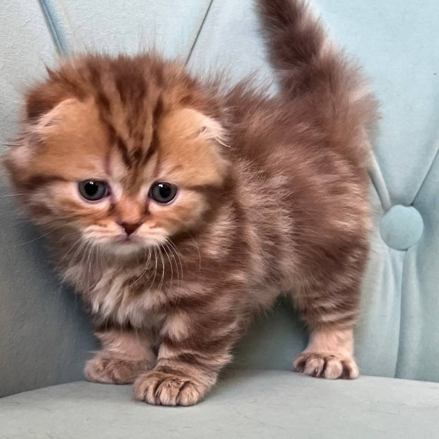 Lika Munchkin female, chocolate tabby