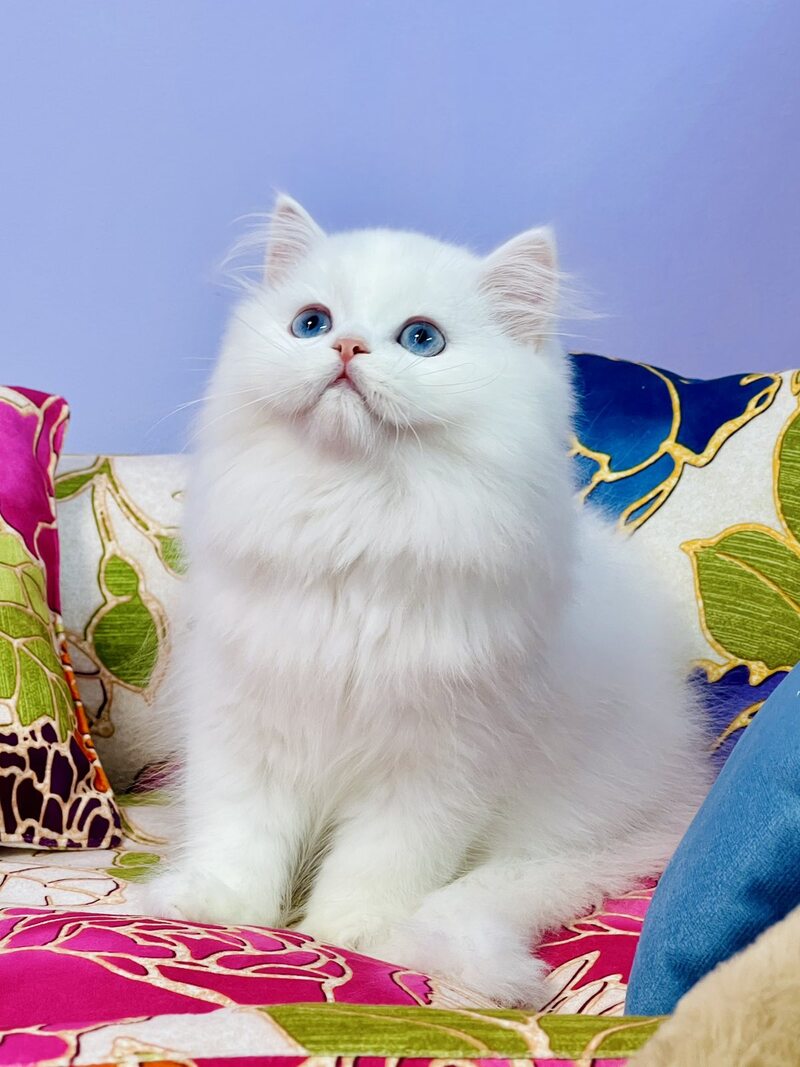 Marcy Scottish Straight male, white