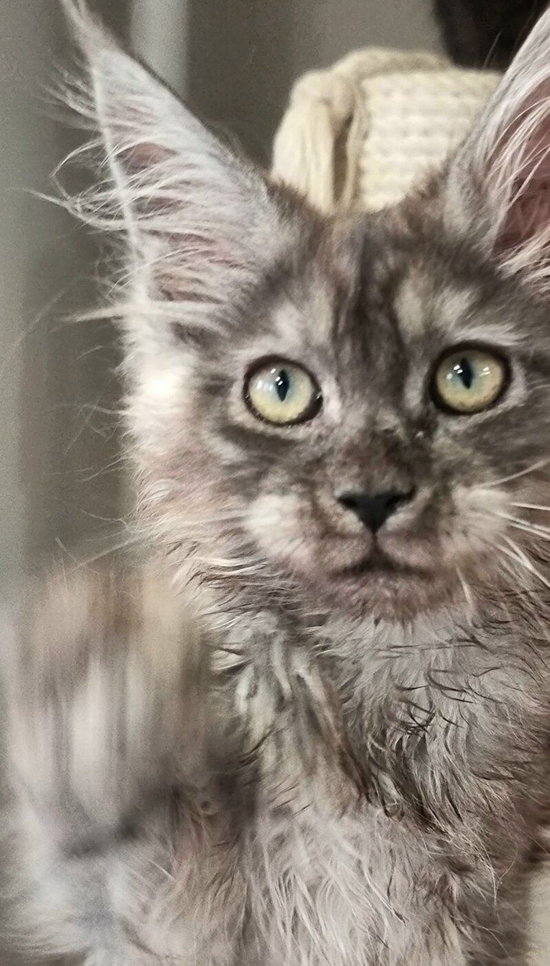 Cassia Maine Coon female black silver - live animals