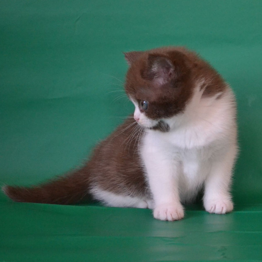 Peter Scottish Straight male, chocolate silver bicolour