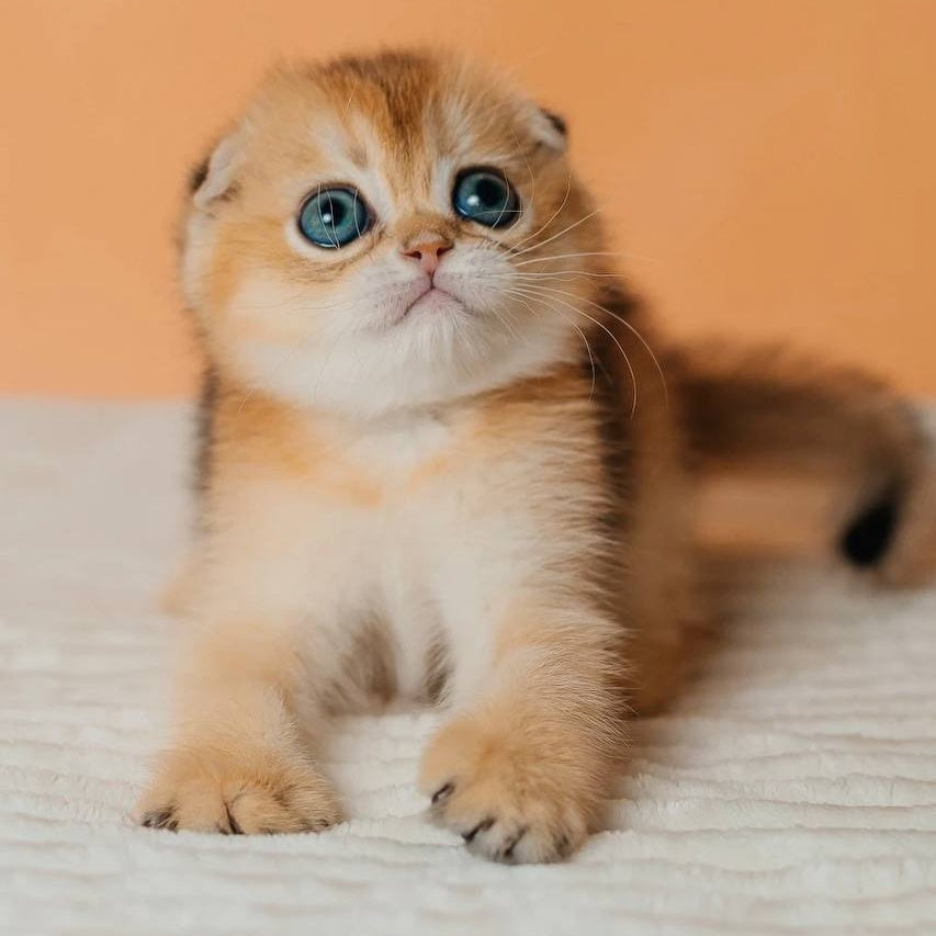Grace Scottish Fold female, black golden shaded