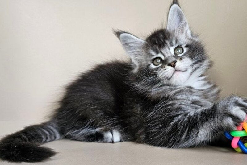 Edward Maine Coon male, black silver ticked tabby